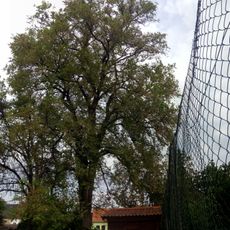 Jilm drsný v Litvínovicích