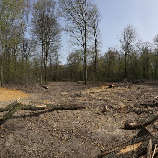Hambach Forest