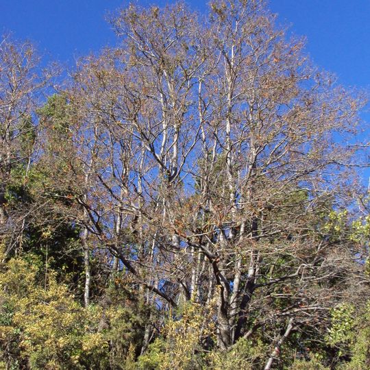 Roblería del Cobre de Loncha National Reserve