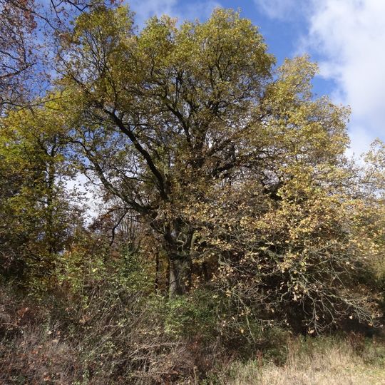 Dub severně ulice Branišovské v Točné