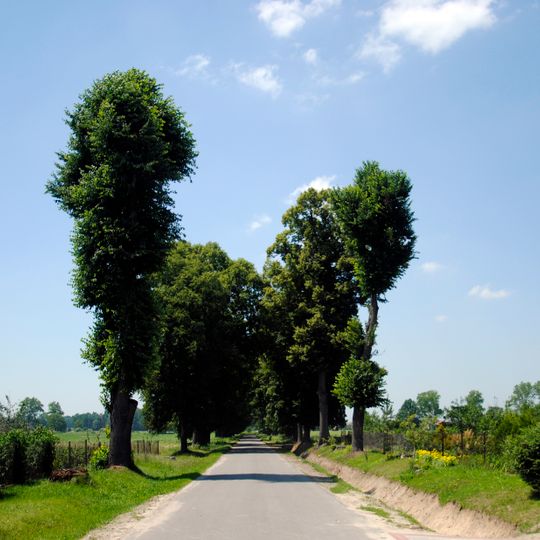 Aleja lipowa do folwarku Izabelin