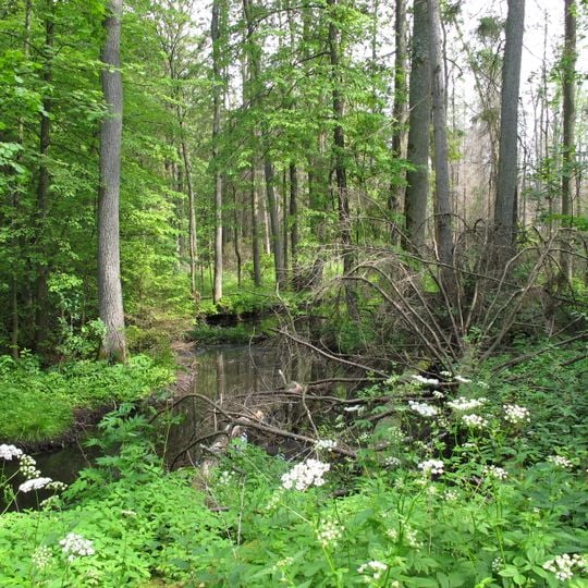 Nature reserve Jesionowe Góry