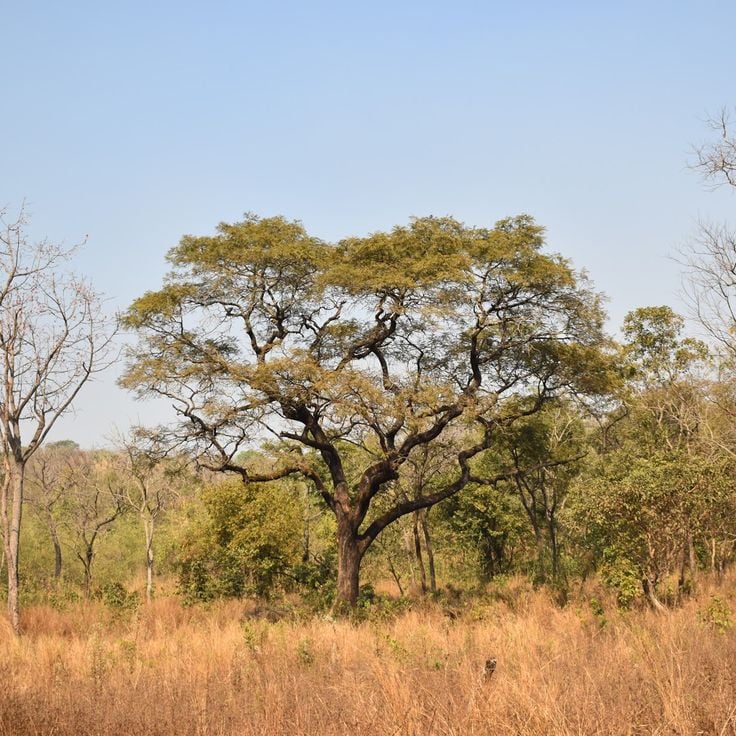 Haut Niger National Park