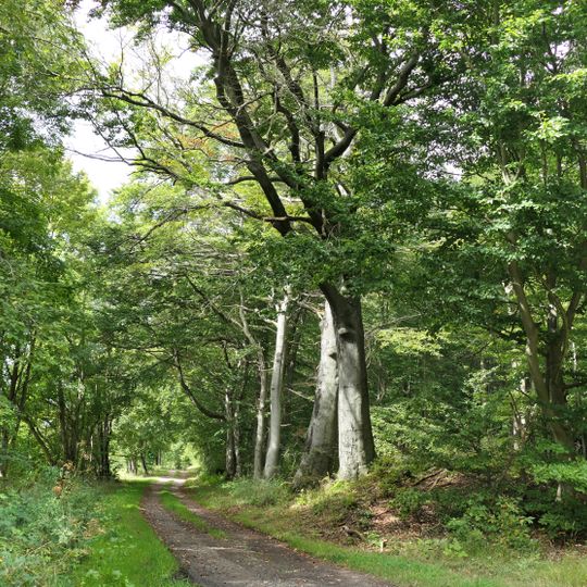 Wald südöstlich Nentershausen