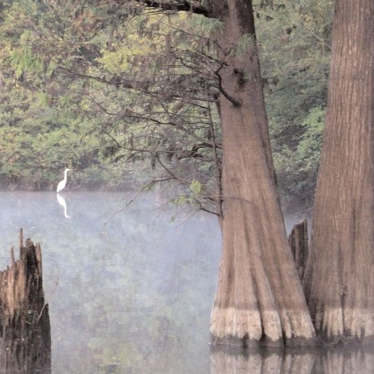 D'Arbonne National Wildlife Refuge