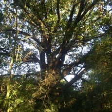 Dub na Zadních Lužích