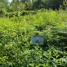 Cynwyd Forest Quarry