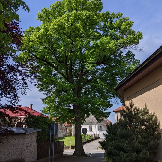 Lípa u Pitrunů