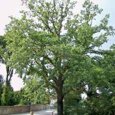 Luthereiche in Eilenburg