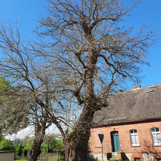 Naturdenkmal Maulbeerbaum 1 am Spielplatz, Flur 1, Flurstück 207 in Caminchen