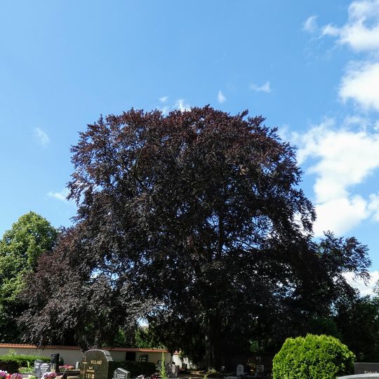 Naturdenkmal Blutbuche