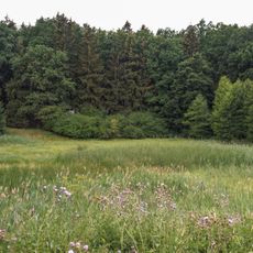 PP Červená Třemešná - rybník