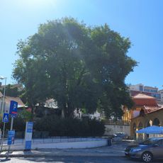 Árvore isolada em Largo Comissão Turismo