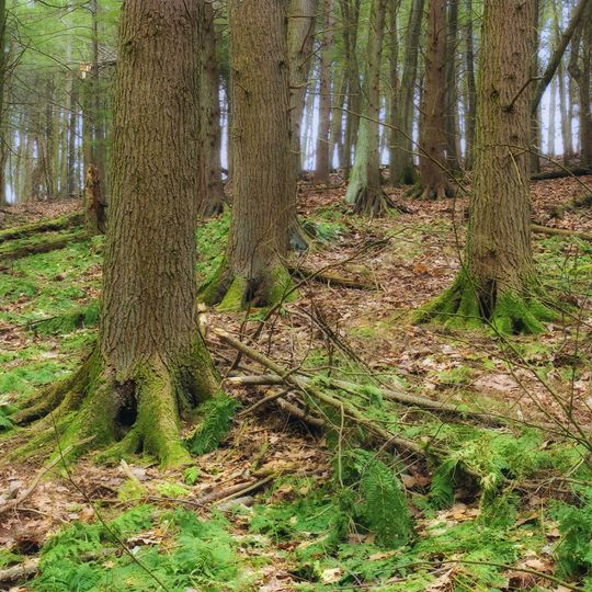 Jakey Hollow Natural Area