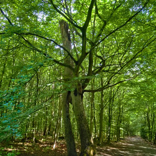 NSG Koelnischer Wald