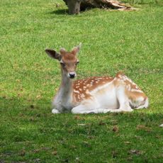 Kinderboerderij Bospark