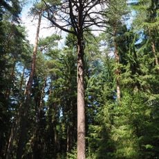 Kiefer Dresdner Heide