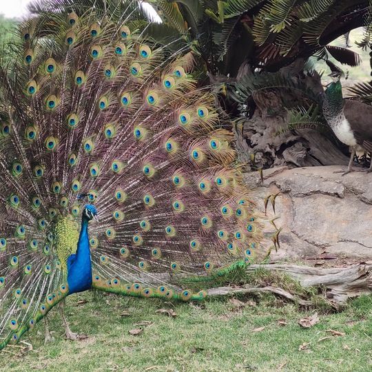African Dawn Bird and Wildlife Sanctuary