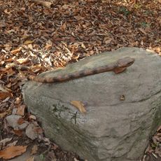Il Serpente Sass-Linguasc