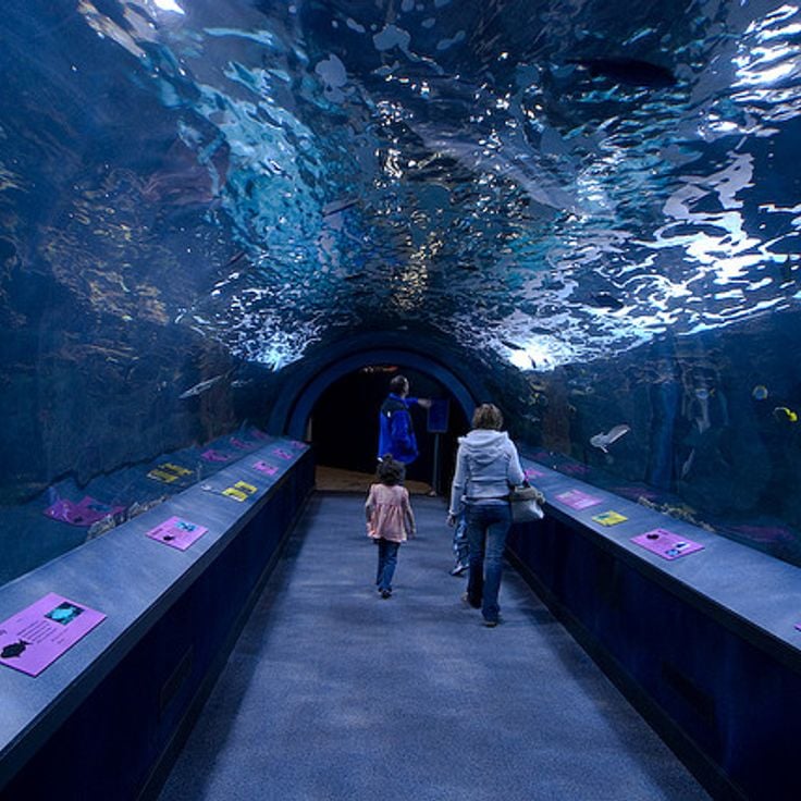 Newport Aquarium