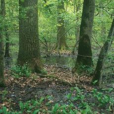 Baktalórántházi Erdő Természetvédelmi Terület