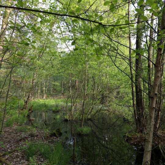 Erlenbruch Langwiesenholz