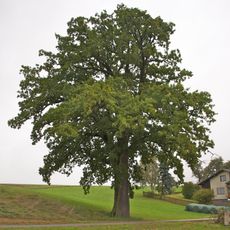 Stieleiche bei Oberbreitsach