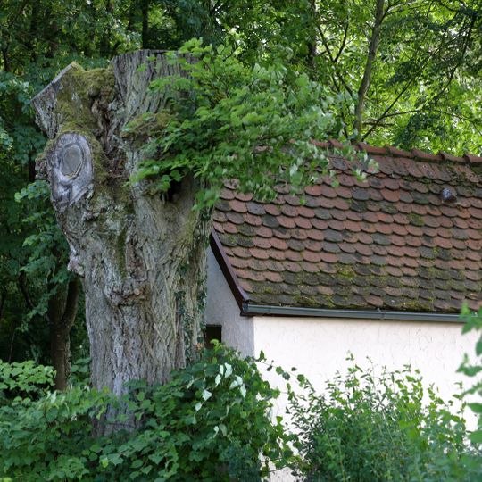 2 Linden im Gewann Drillberg