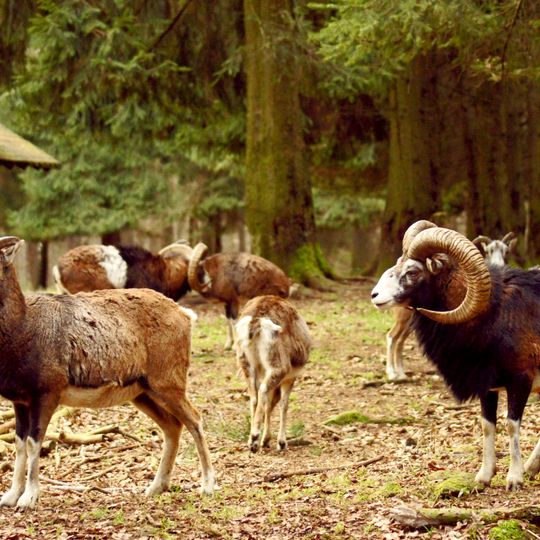 Wildgatter Oberrabenstein