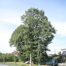 Jilm drsný u Božích muk