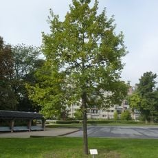 De Bruul