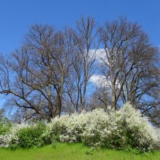Lindengruppe am Galgen in Eschwege