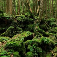 Aokigahara