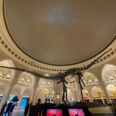 Diplodocus