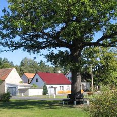 Naturdenkmal Dorf-Eiche