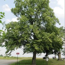 Lípy u Hýlovského památníku