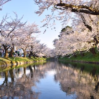 Avenida das Cerejeiras em Flor do Castelo de Hirosaki