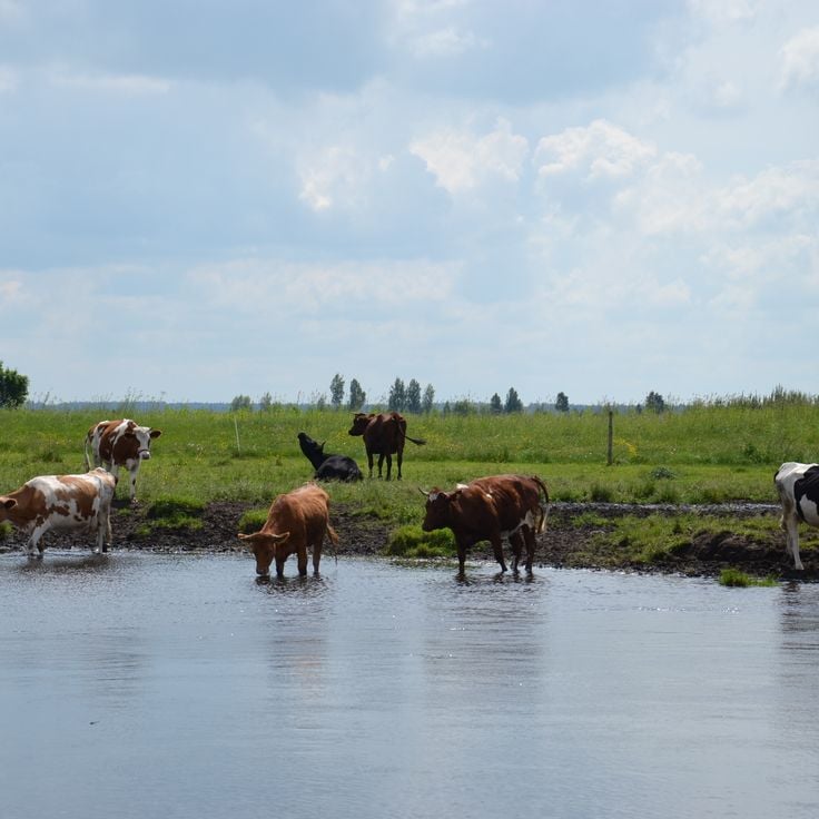 Parc national de Biebrza