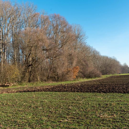 Riedwäldchen am Waagenbach