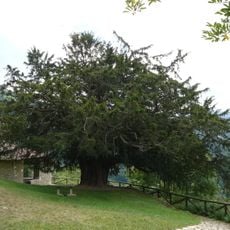 Bermiego Yew