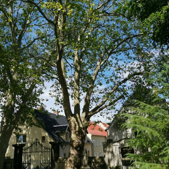 Naturdenkmal Platane auf dem Friedhof Ortrand