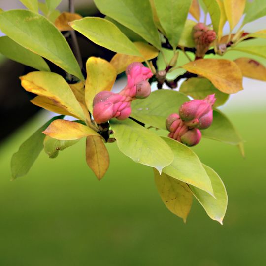 NSG Schlosswald Ehreshoven