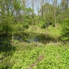 Feuchtgebiet im Gewann Oberer Wasen