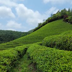 Daehan Dawon Boseong Green tea Plantation