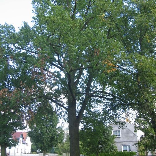 Naturdenkmal Stieleiche