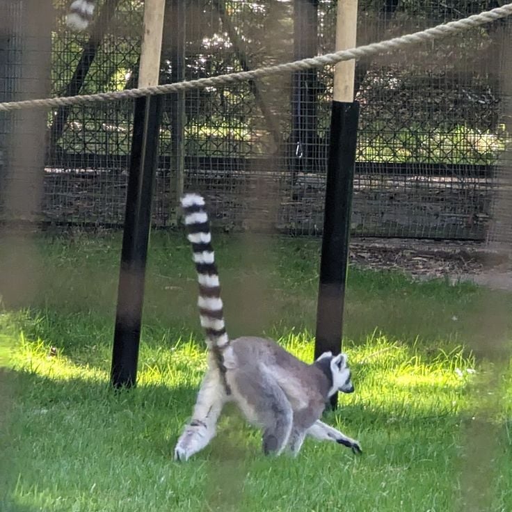 Golders Hill Park Zoo