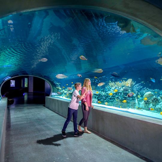 OdySea Aquarium