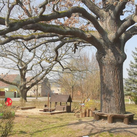 Naturdenkmal Stieleiche Frauenhorst, auf dem Spielplatz; Flur 2, Flurstück 117/7 in Frauenhorst