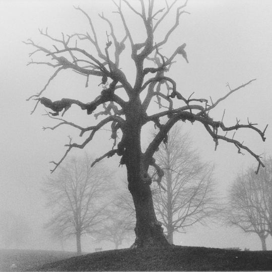 1 Winterlinde, "Dorflinde Belsen"