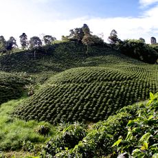 Coffee Cultural Landscape of Colombia